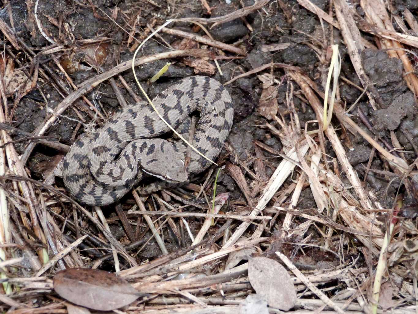 Vipera invernale